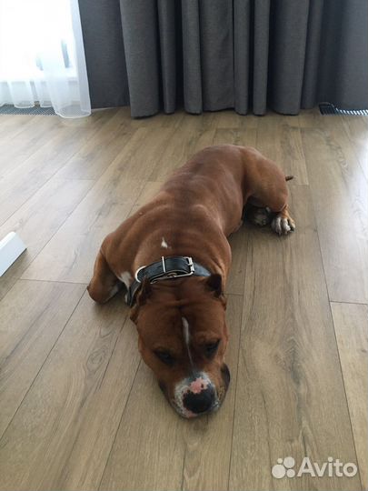 Амстафф вязка