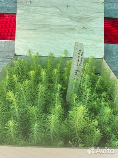 Саженцы сосны обыкновенной зкс в розницу