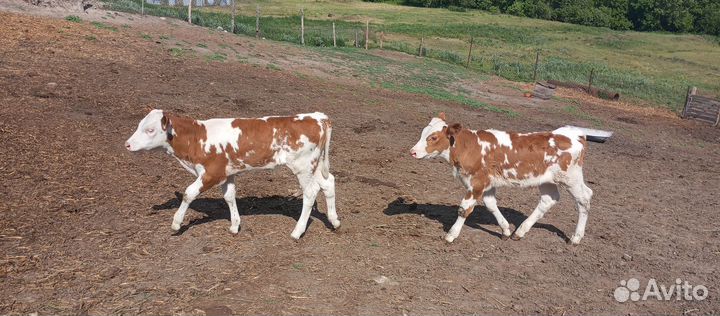 Бычок, Тëлочка