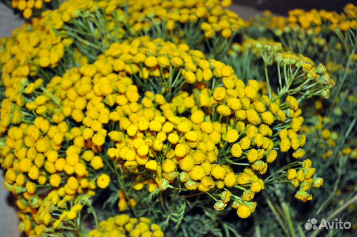 Кипрей. Крапива. Чистотел. Пижма. Лопух от 1 кг