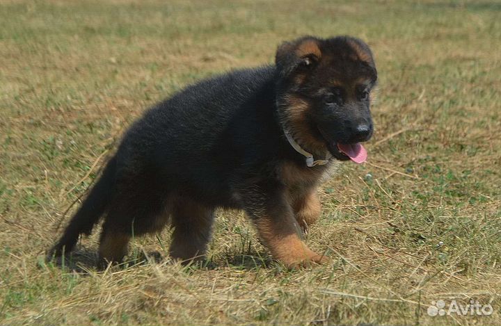 Немецкая овчарка