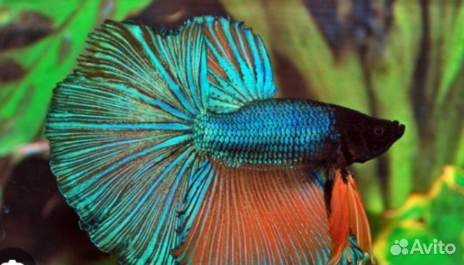 Петушки рыбки