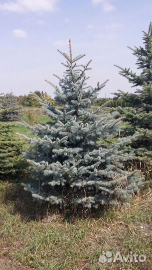 Саженцы Ель Глаука Экстра из питомника