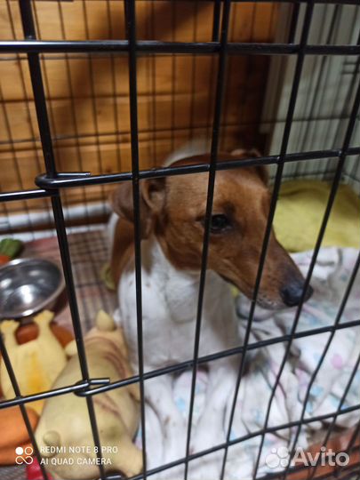 Собака джек рассел терьер девочка 2 года