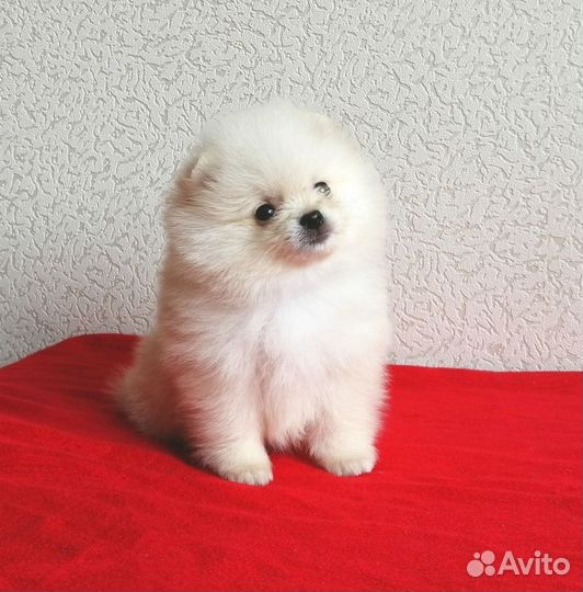 Щенки шпица