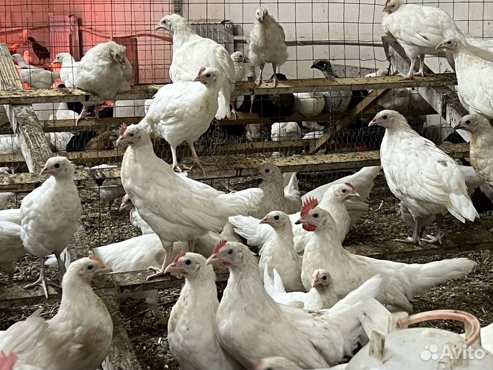 Куры молодки несушки