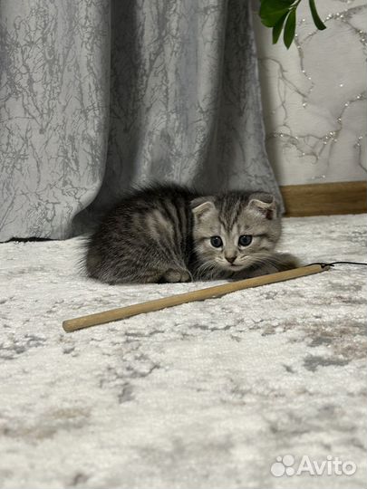 Шотландские котята метис