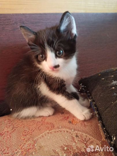 Кошка в дар бесплатно