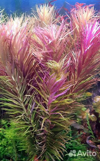 Аквариумные растения