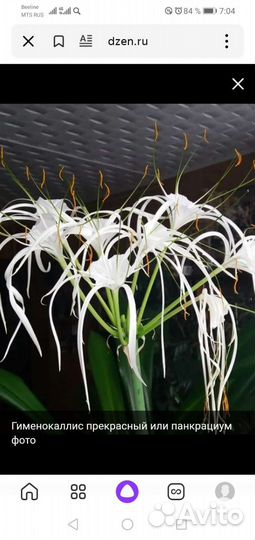 Панкрациум прекрасный