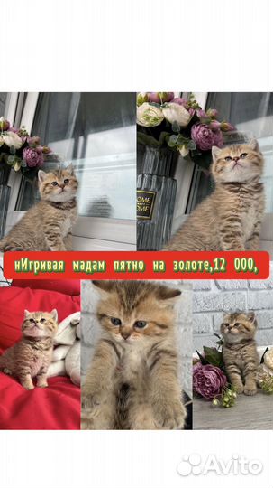 Шотландские котята