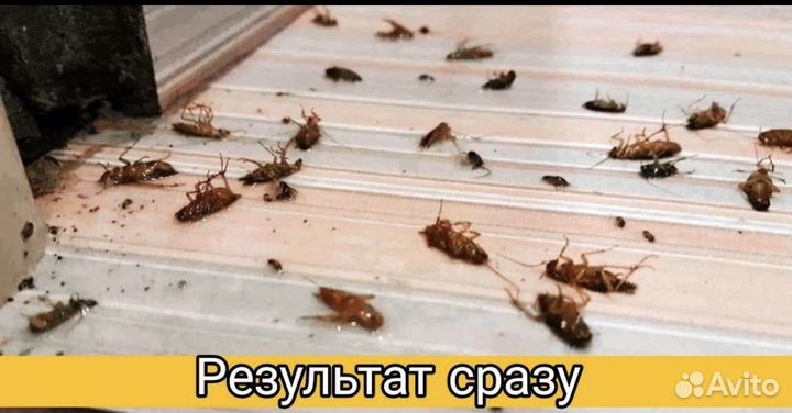 Уничтожение тараканов клопов