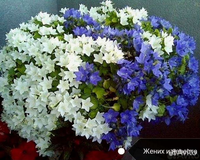 Кампанула жених и невеста
