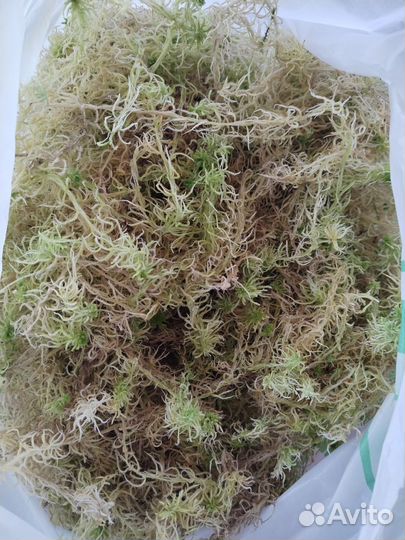 Мох сфагнум живой