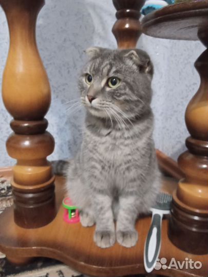 Вислоухий кот