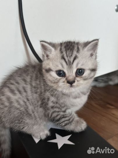 Шотландская