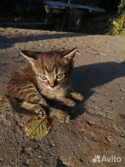 Кошка в дар бесплатно