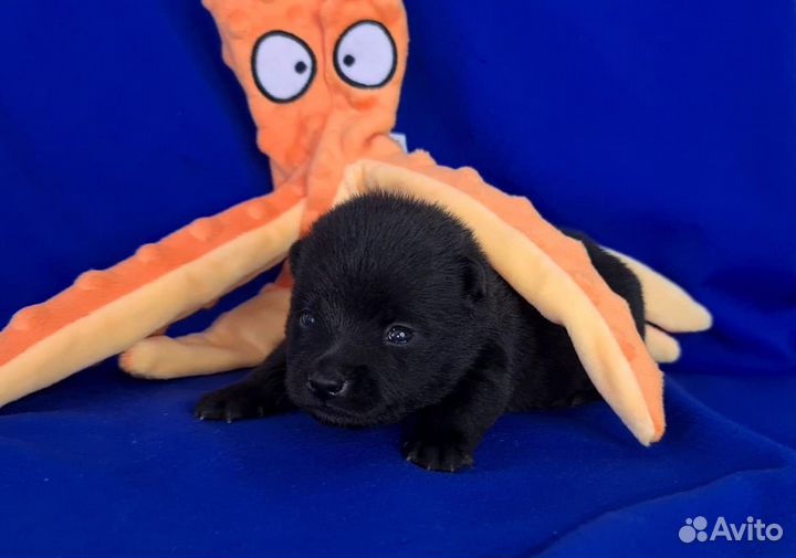 Щенки шипперке