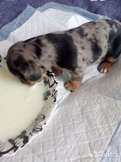 Щенки таксы