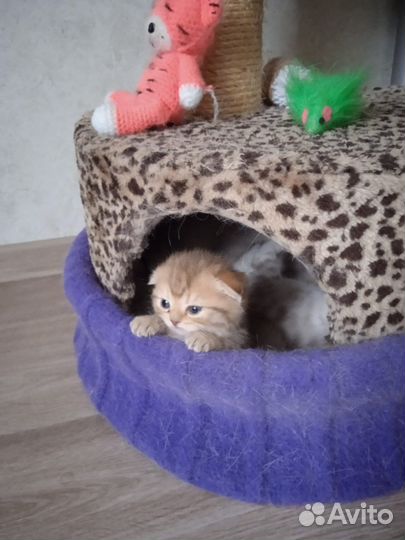 Шотландские котята