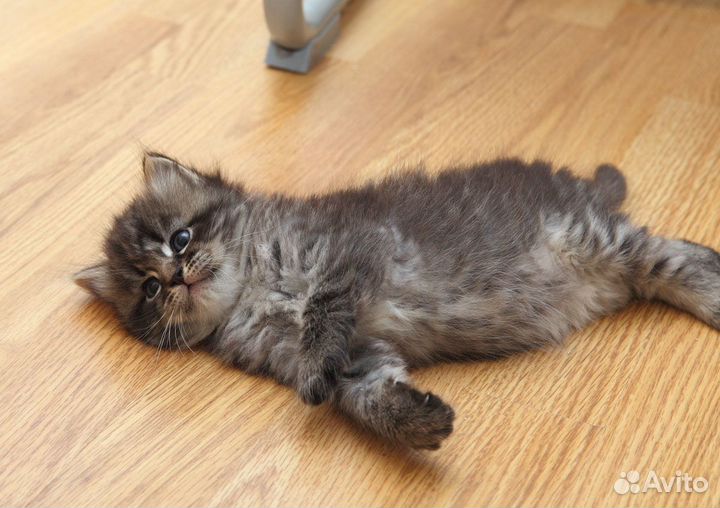 Сибирская девочка ждет родителей