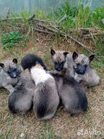 Отдам щенков в добрые руки бесплатно