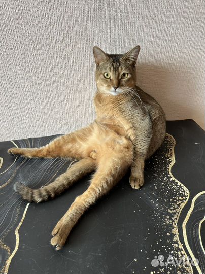 Кот вязка бесплатно