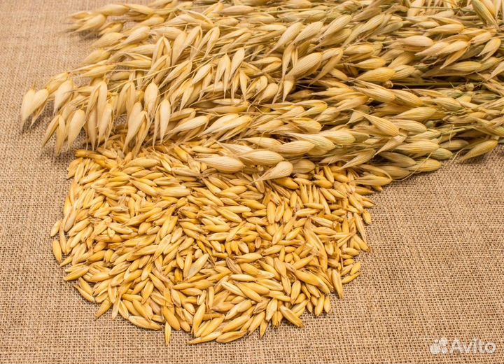 Ячмень, пшеница, овес