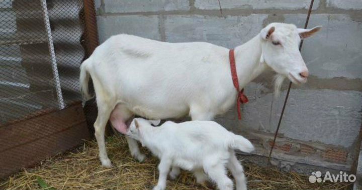 Козы молочные,молодые козлята