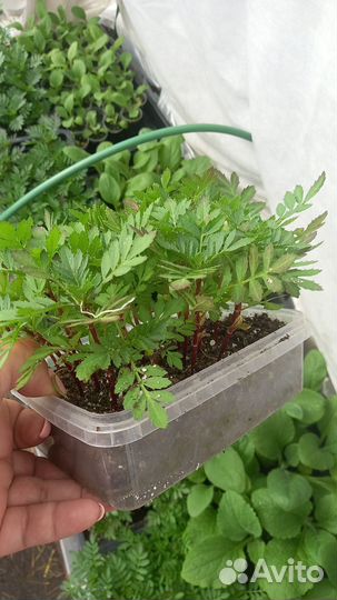 Рассада цветов