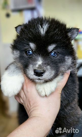 Хаски с волком