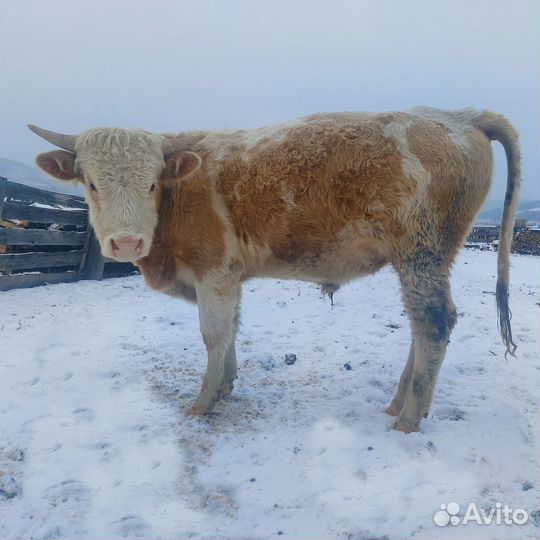 Быки на племя