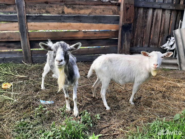Козы безрогие