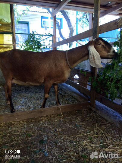 Англо нубийская коза и англо- нубийские козлики