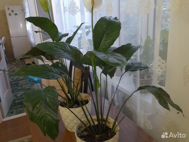 Спатифиллум, в новых современных горшках,высота 1м