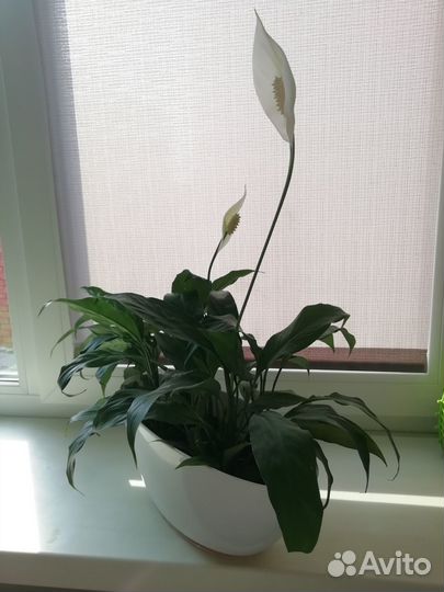 Спатифиллум (женское счастье)