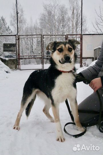 Собака в добрые руки