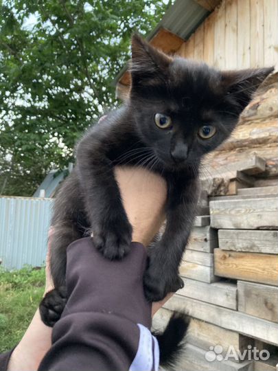Кошка волшебная