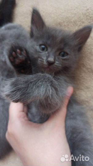 Котята Счастья(метисы)