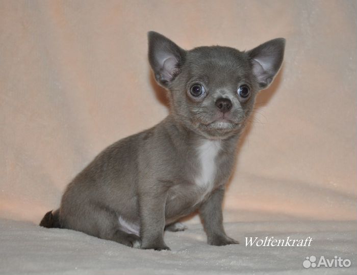 Красотун лиловый