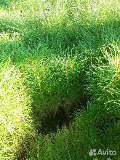 Сеянцы сосны и ели