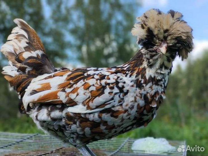 Куры Падуаны