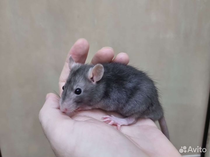 Крысята крысы дамбо рекс Дэвид от заводчика