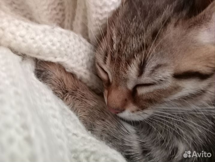 Кошки в добрые руки