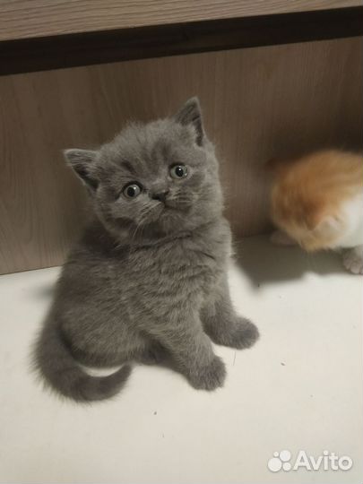 Шотландские котята