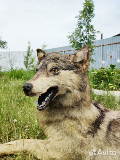 Чучело волка ручной работы