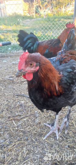 Петухи породы Маран