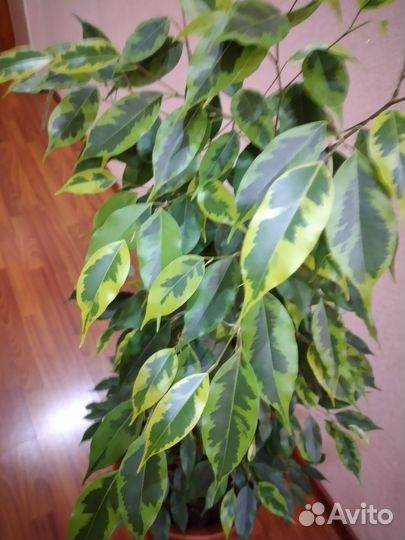 Фикус бенджамина