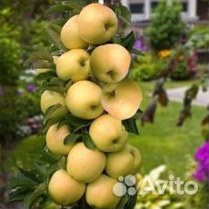 Саженцы яблони