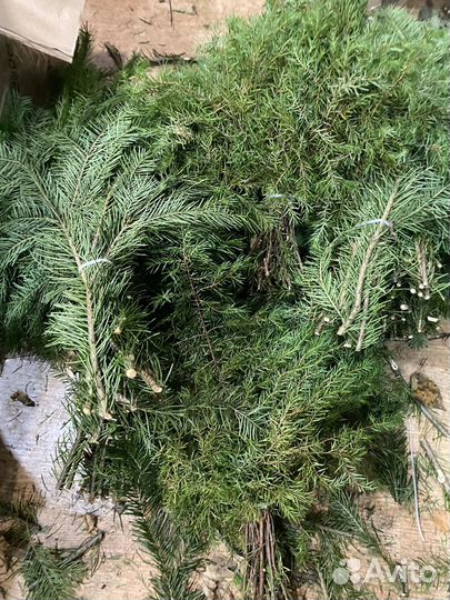 Можжевельник и пихта для бани оптом